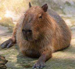 Portrait of a capybara in the zoo
