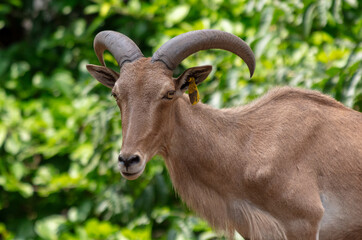 Portrait of a goat in the park