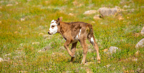 Obraz premium A cow and a newborn calf graze on a pasture in a green meadow. The concept of animal husbandry and organic food.