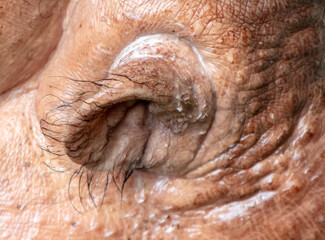 Close-up of a hippopotamus ear