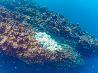 ドロップオフに集まる、キンギョハナダイ（ハナダイ亜科）、ソラスズメダイ（スズメダイ科）他の群れ。

日本国静岡県伊豆半島賀茂郡南伊豆町中木から渡し船で渡るヒリゾ浜にて。
2022年夏水中撮影。

Schools of Sea Goldie (Pseudanthias squamipinnis), Heavenly Damselfish (Pomacentrus coelestis), and ot