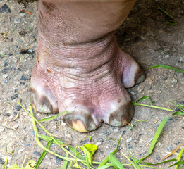 Close Hippopotamus Leg