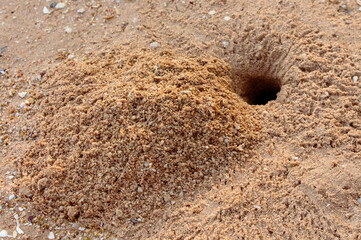 Crab tracks on the sand as a background