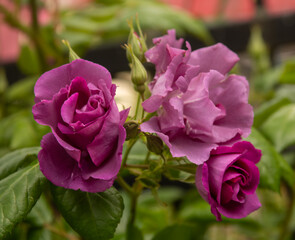 pink roses in garden