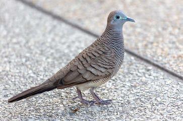 Portrait of a tropical pigeon