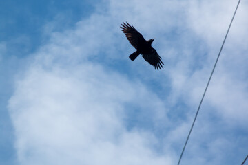 A crow in flight