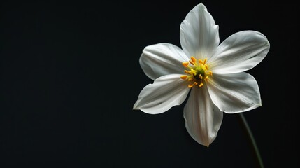 Fototapeta premium A velvety black background with a single, delicate flower in full bloom.