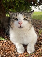 outdoor close up portrait of tabby cat with narrowed green eyes lying on tree needles