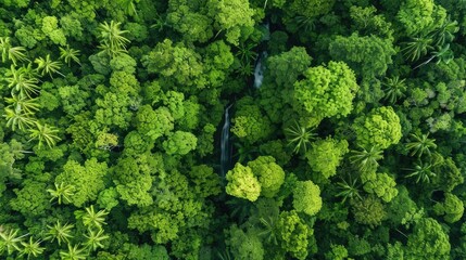 Aerial view of lush green tropical rainforest with dense foliage and hidden waterfalls, showcasing the beauty and diversity of nature.