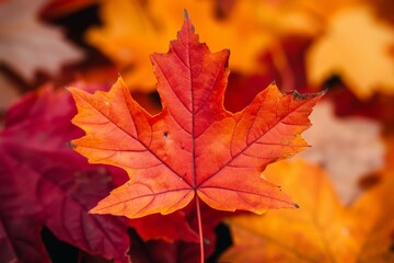 Vibrant autumn maple leaf