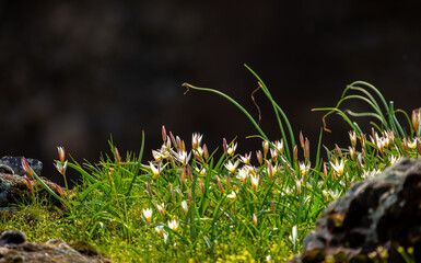 Spring flowers under the rays of sunlight. Snowdrops close-up. Beautiful landscape of nature. Hi spring. Beautiful flowers on a green meadow.