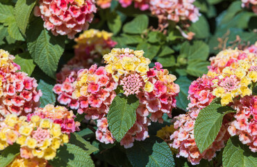 Lantana  blooms in a variety of colors. Lantana camara