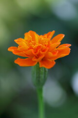 凛としたマリーゴールド