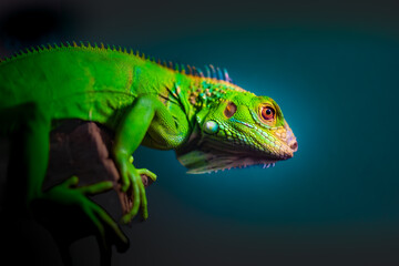 Obraz premium Green iguana on branch