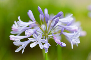 梅雨に咲くアガパンサス02
