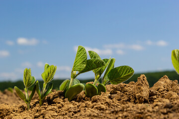 A tender sprout of a soybean agricultural plant in a field grows in a row with other sprouts....