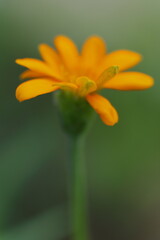 ふんわりとしたキンセンカ