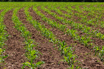 Young corn plants growing on the field on a sunny day. Selective focus