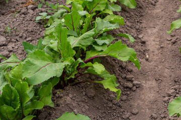 Leaf of beet root. Fresh green leaves of beetroot or beet root seedling. Row of green young beet...