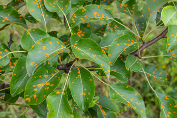 Pear leaves with pear rust infestation