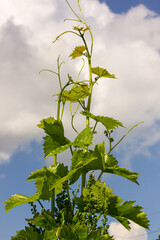 Young green tender leaves of grapes on a background of blue sky in spring