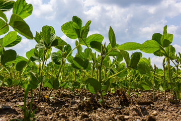 Spring soybean seedlings on a farm field