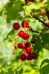 Red currant berries grow in sunny garden. Red currants plantation in summer field. Red currant berries in sunny garden