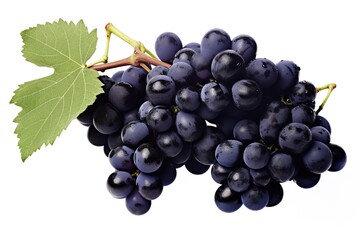 Fototapeta premium illustration of different variety of grape on white background