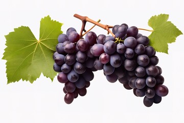 Fototapeta premium illustration of different variety of grape on white background