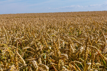 Wheat meadow. Ripe Gold Barley field in summer. Nature organic Yellow rye plant Growing to harvest. World global food with sunset in farm land autumn scene background. Happy Agricultural countryside