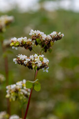 buckwheat flower on the field