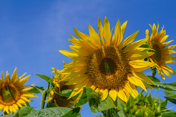 Yellow sunflowers bloom against a blue sky background