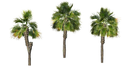 Palmetto Palm trees on transparent background - 3D Illustration