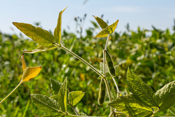 Soy beans grow in the field. Selective focus. Nature