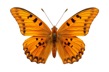 Fototapeta premium Sunlit Splendor: A Yellow Butterfly Awash in Ebony Spots on a White or Clear Surface PNG Transparent Background.