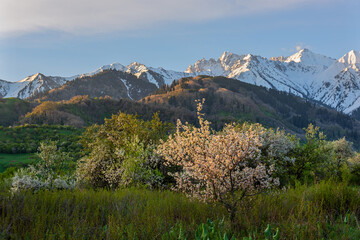 Blooming wild apple trees in the Trans-Ili Alatau mountains (Almaty region, Kazakhstan)