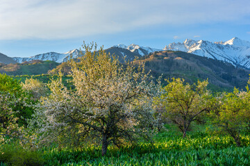 Blooming wild apple trees in the Trans-Ili Alatau mountains (Almaty region, Kazakhstan)