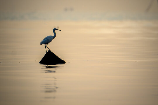 siluet white egret