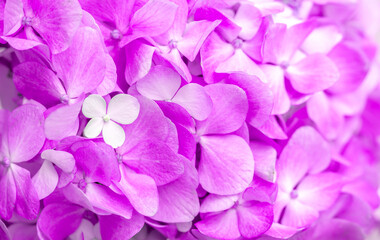 Obraz premium Lilac flowers close up. Bouquet of purple flowers. City flower beds, a beautiful and well-groomed garden with flowering bushes.