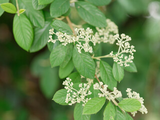 natural background with green leaves and inflorescence