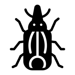 grain weevil