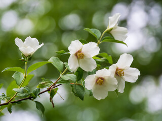 美しい白いセイヨウバイカウツギ