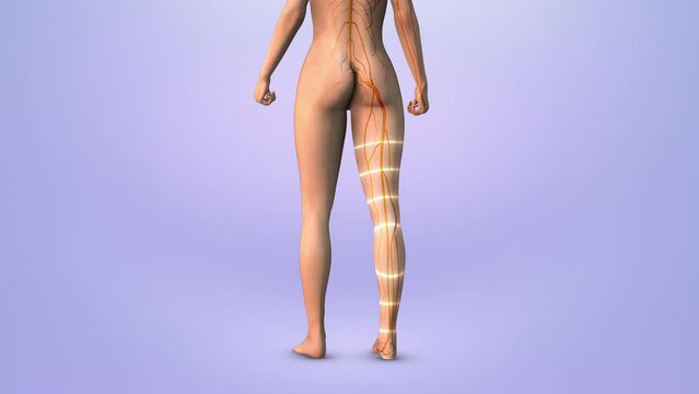 Trigger point for sciatica in human body leg