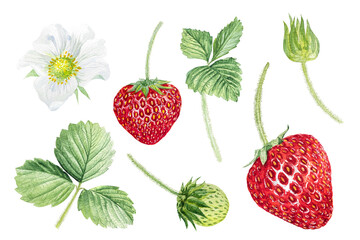 Strawberry watercolor illustration, set of strawberries, leaves and flowers, hand drawing.