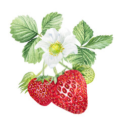 Strawberry Watercolor illustration, strawberry bushes with green leaves, hand drawn strawberry.
