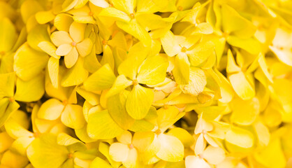 Obraz premium Yellow flowers close-up. Bouquet of colorful flowers. City flower beds, a beautiful and well-kept garden with flowering shrubs.
