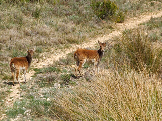 Two young ibexes in the field. Valencian community, Spain.