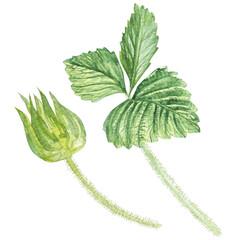 Watercolor illustration, set of strawberry leaves, hand drawn.