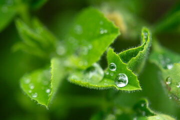 Water droplets on green long leaves. Long leaves wet with water drops or dew. Raindrops on green...