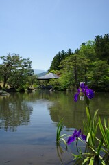 池に映る紫陽花